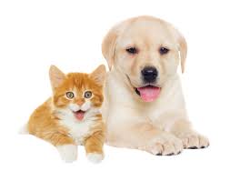 Image Segmentation For Deep Learning 2 cat and dog