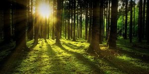 random forest hyperparameter tuning