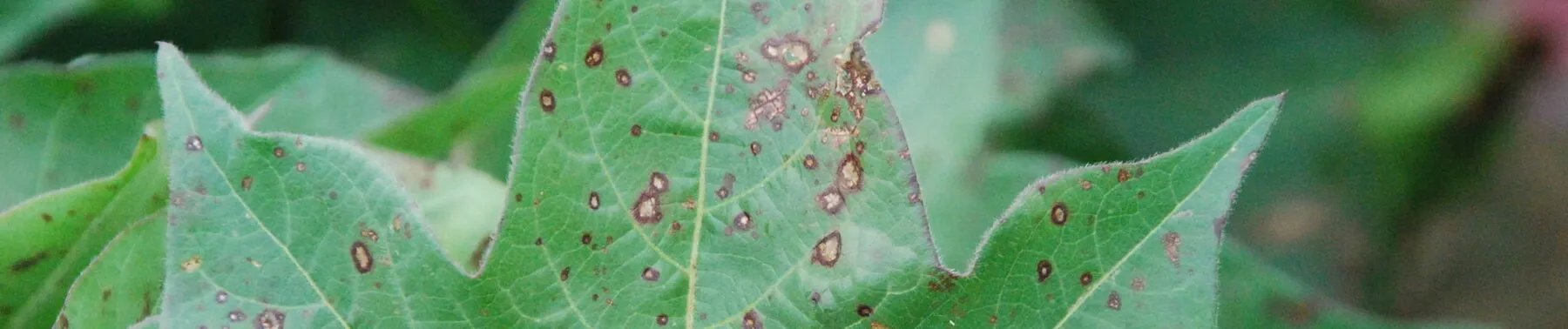 21 Computer Vision Projects from Beginner to Advanced (2026 Guide)